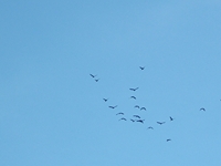 Alcantara_da_Mojo - Ardea_cinerea_30122011 166.jpg